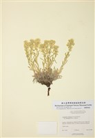 藏品(青葙葉叢琉璃草)的圖片